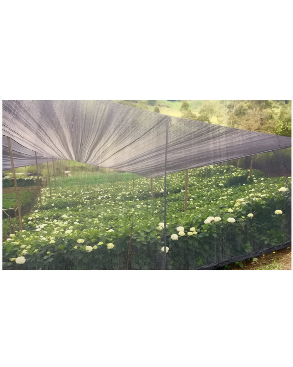 Texto alternativo de imagen