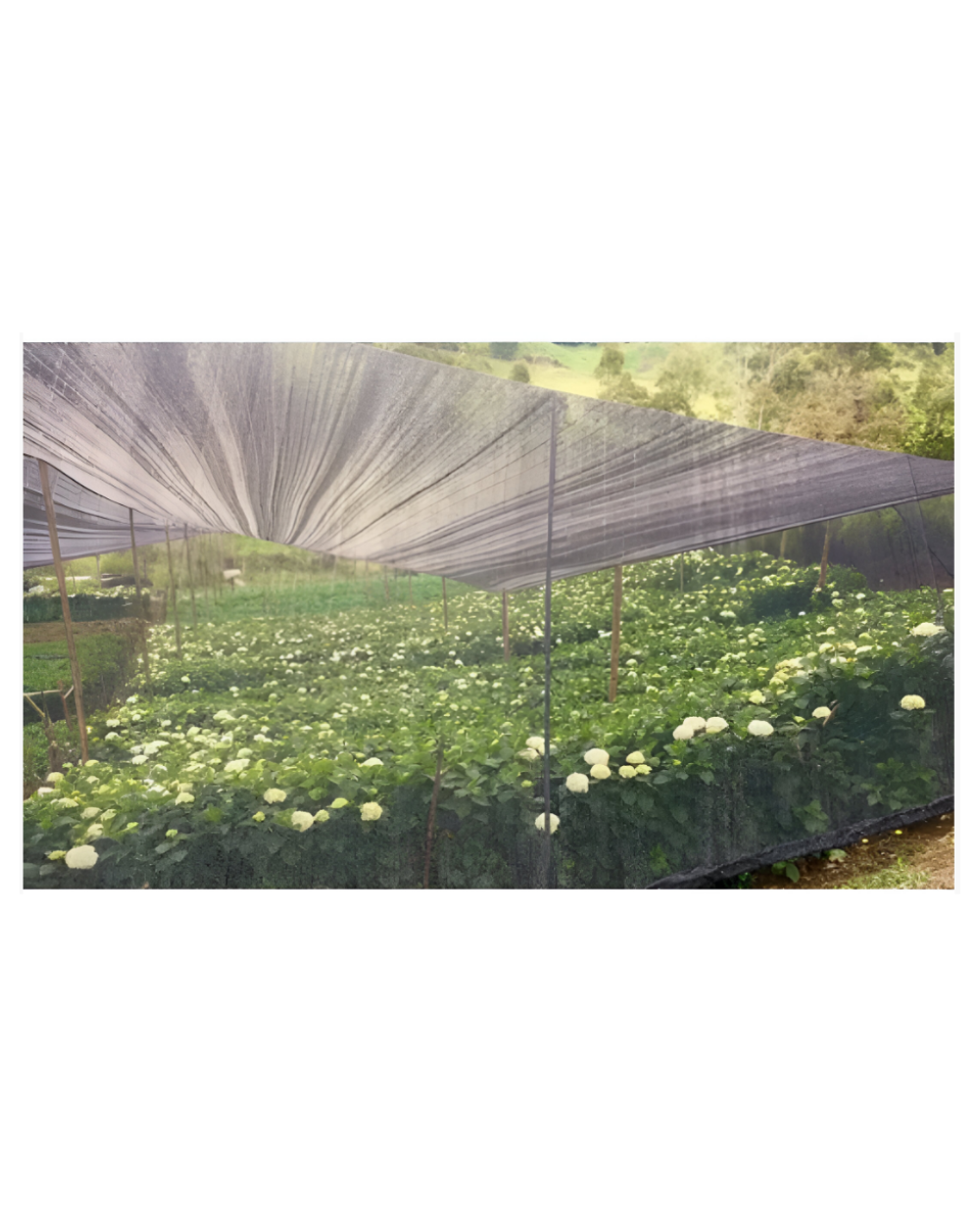 Texto alternativo de imagen